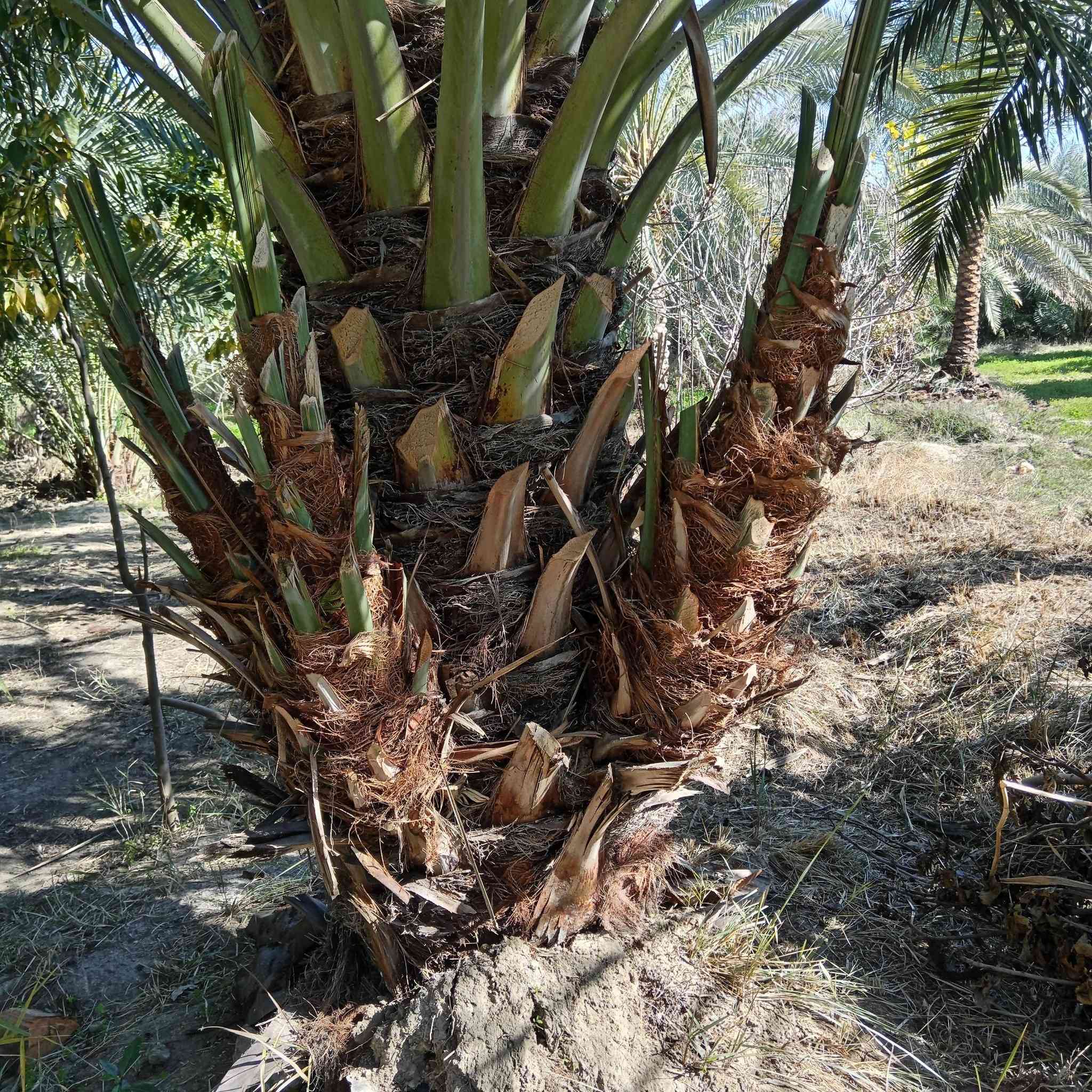 السلام عليكم يتوفر فسائل نخيل جمال الدين وتبرزل فسائل خشنه الستفسار ع رقم ***********
