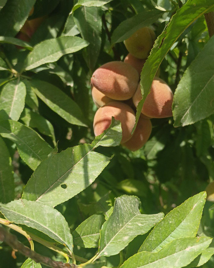 🌿🏡 منتجع يلدا العائلي 🏡🌿
يسرّنا إعلامكم بـ توفر الحجز للشفت الصباحي والشفت المسائي في أجواء عائلية هادئة وممتعة.
✅ مساحات خضراء واسعة
✅ جلسات مريحة للعوائل
✅ أجواء مناسبة للراحة والاستجمام
✅ خصوصية وخدمة مميزة
📅 الحجوزات متاحة الآن 📞 للحجز والاستفسار يرجى التواصل على الرقم: (*********** )
منتجع يلدا العائلي... وجهتكم لقضاء أجمل الأوقات مع العائلة والأصدقاء.
