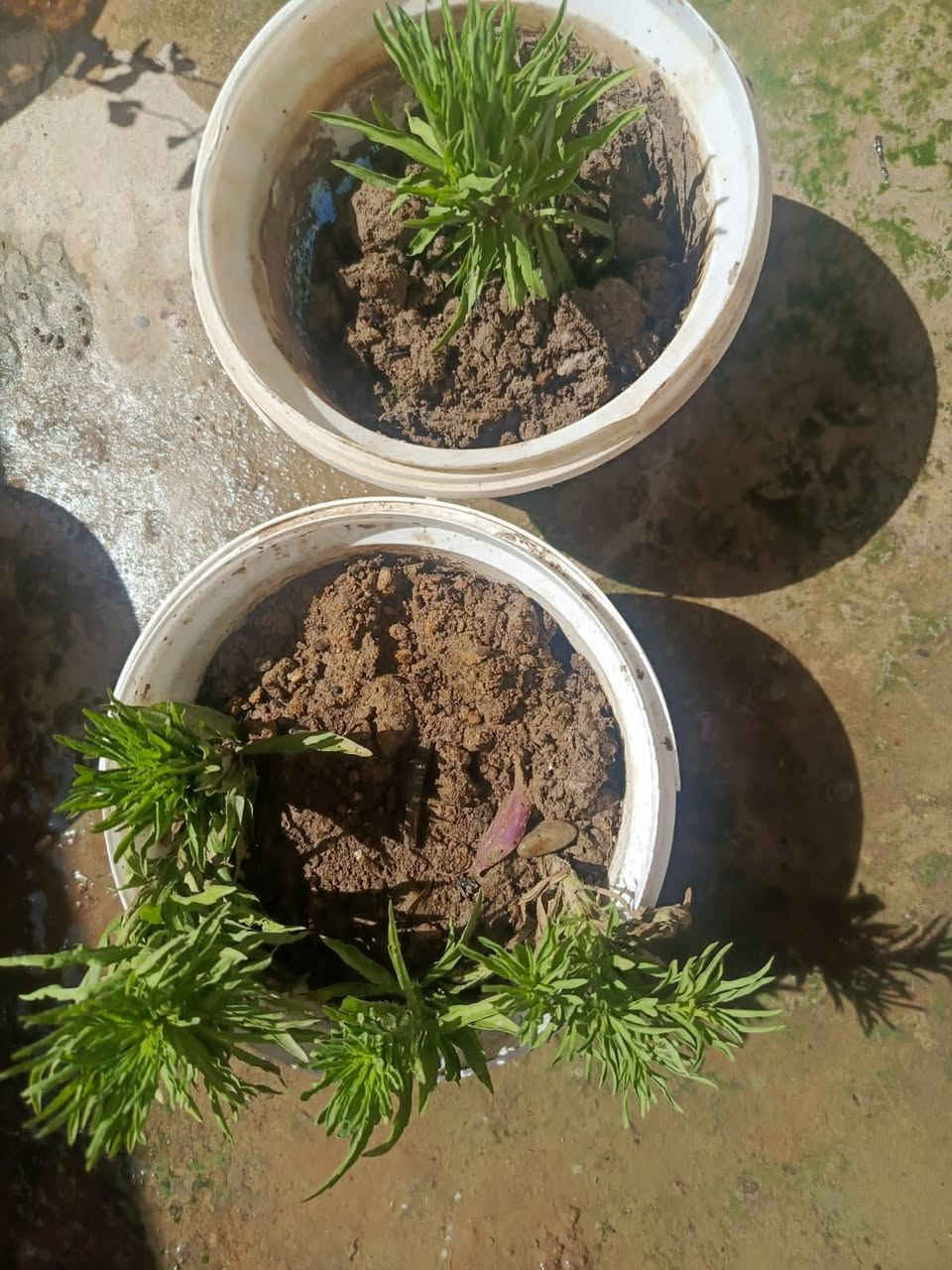 نباتات كلهم على
الف بس القحف الاصفر 3


**إذا كنت صاحب هذا الإعلان وتريد حذفه لأي سبب، رجاءا أرسل رسالة إلى الدعم الفني**