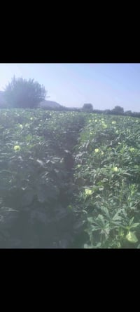 يوجود بذور باميه نوعية جيده وانتاج غزيرللبيع الاتصال٠٧٨١٥٩٨٧١٩٨