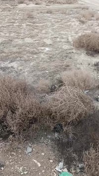 الصوفية البسودة • ٨٠٠م • رخصة الأمن