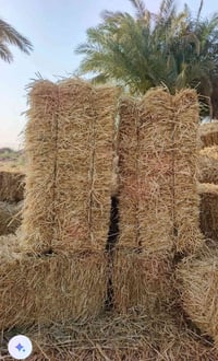 تبن حنطه • ١٠٠٠٠ • كربلاء
