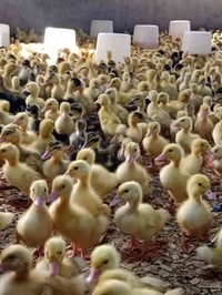 يتوفر الان بش :_سعر الزوج 2000 دينار العمر _7 أيام عرب :_سعر الزوج 180...