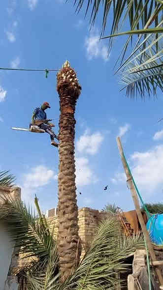 مستعدون لقص وقلع كافه انواع النخيل والأشجار وبأسعار مناسبه ***********
