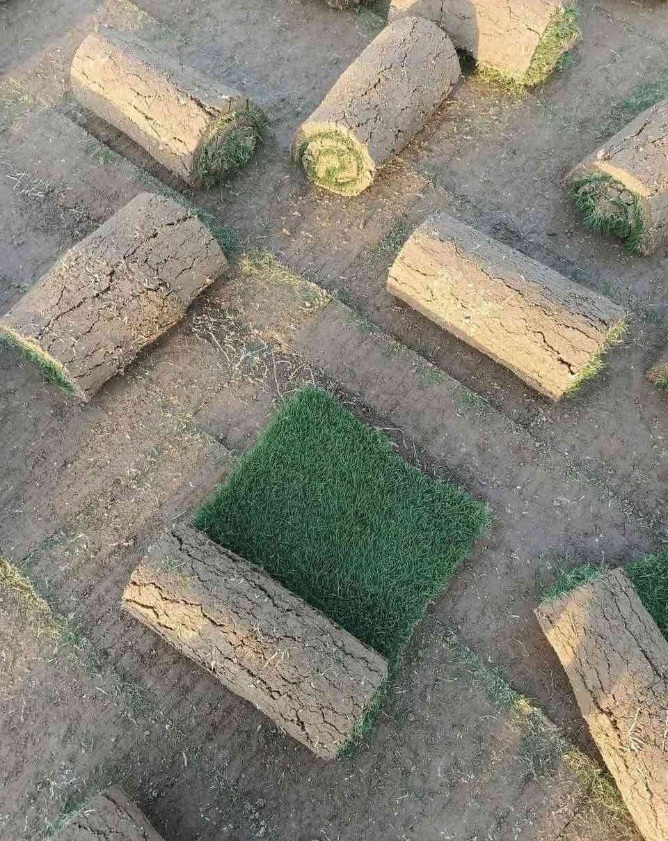 مزارع ديالى للثيل الطبيعي – جودة بلا حدود! 🌿
نوفر لك أجود أنواع الثيل الطبيعي (هندي درجة أولى) – مناسب لجميع الاستخدامات:
🏡 المنازل | 🌳 الحدائق | ⚽ الملاعب | 🏢 الدوائر | 🏗️ المشاريع 
للاستفسار الاتصال على الرقم *********** أو واتساب
