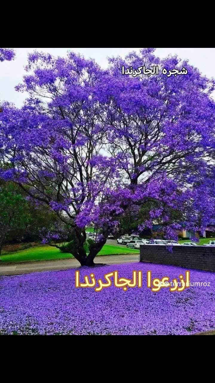 وفرتلكم شجرة الجاگرندا البنفسج الون المميز 
 تتحمل كل الاجواء الصيفيه والشتويه شجره معمره وجميله 
متوفر بئحجام مختلفه داخل مشتل النورين 🪴 
#عنوانه_شارع_الغطاس_خلف_المجمع_السوري 
توصيل داخل صويره فقط 🚕🚕
***********
