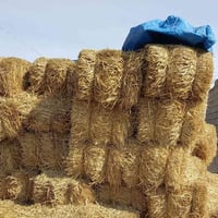 كبس تبن للبيع مال حنطه  العدد تقريبا 300كبسه تريد جمله مفرد سعر الزوج ...