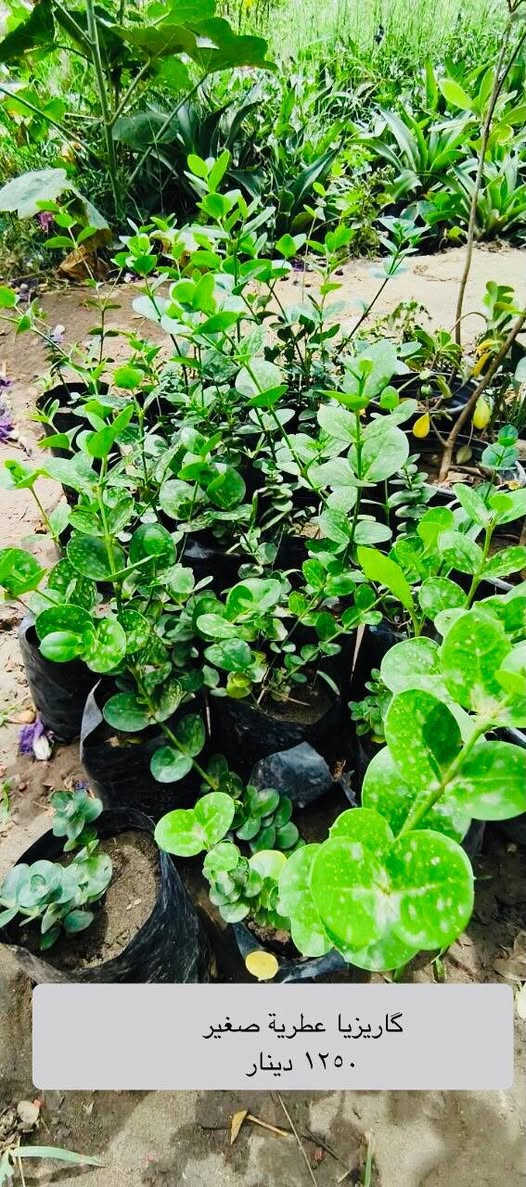 🌿✨  تشكيلة مميزة من النباتات ✨🌿
نباتات زينة، عطرية، وأشجار ظل مناسبة للحدائق والبيوت 🌱 والاسعار نار 🔥🔥
كل صورة بيها اسمها و سعرها و كلشي متوفر عدنا 

• المورنگا — شجرة سريعة النمو، أوراقها مغذية وتتحمل الحر.
• الياس الكوفي — شجيرة عطرية مثالية للتسييج وتنسيق الحدائق.
• الرازقي — ياسمين عطري بأزهار بيضاء ورائحة جميلة.
• المينا المتسلق — متسلق سريع بزهور ملونة جذابة.
• لالة عباس (وردة المساء) — أزهار متعددة الألوان تتفتح مساءً.
• الشبوي الليلي — رائحة عطرية قوية تنتشر ليلاً.
• وردة الجمال (البوقي) — أزهار مميزة على شكل بوق.
• نبات دم العاشق الكويتي — نبات زينة بألوان أوراق جذابة.
• نبات النعناع — نبات عطري مفيد للمشروبات والطهي.
• بتونيا الصحراء — أزهار جميلة تتحمل الشمس والحر.
• وردة الكزانيا — أزهار مشرقة مناسبة للحدائق المشمسة.
• اكاسيا مصرية — شجرة ظل قوية تتحمل الجفاف.
• شوكة المسيح العراقية — نبات قوي مزهر لفترات طويلة.
• اليونكا (عين البزون) — نبات زينة مميز وسهل العناية.
• الجهنمي الشجيري — أزهار ملونة كثيفة تتحمل الشمس.
• الجهنمي المتسلق — متسلق رائع لتزيين الجدران والبوابات.
• گاريزيا عطرية — شجيرة عطرية تضيف رائحة جميلة للحديقة.
• نبات قرن الغزال — نبات داخلي مميز بأوراق فريدة.
• صبار اليوغا — صبار زينة يتحمل الحرارة وقليل السقي.
• الجوري السلطاني العراقي — ورد فاخر برائحة عطرية قوية.
• نبات دمعة الطفل — نبات زينة بأوراق صغيرة كثيفة جميل للتزيين.
🌱 متوفر حالياً في المشتل وبكميات محدودة
العنوان مشروع المسيب قرب تقاطع ابو الجاسم 
📩 للحجز أو الاستفسار راسلنا على الخاص او على الرقم *********** اتصال او واتساب 
🛵 موجود توصيل الحصوة و الاسكندرية و المسيب
