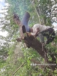 قطع لشجار مجاني 07818645274