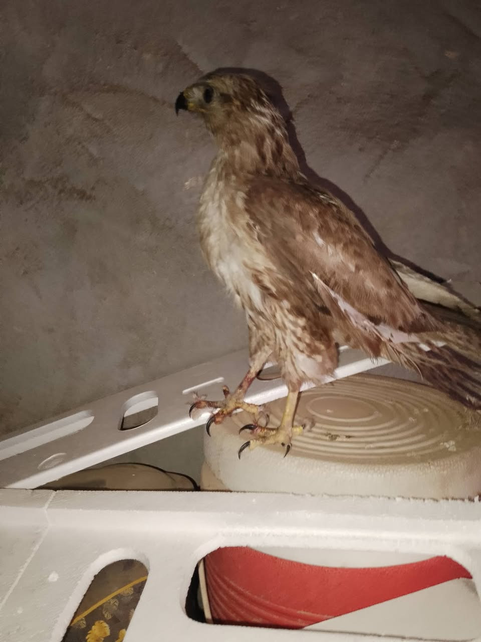 سلام عليكم موجود صقر للبيع راسلني وتدلل!


**إذا كنت صاحب هذا الإعلان وتريد حذفه لأي سبب، رجاءا أرسل رسالة إلى الدعم الفني**