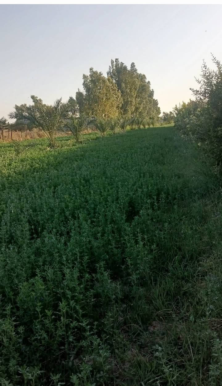 ياالله السلام عليكم مزروعة كافة الفواكة وكافة الخدمات كهرباء تبليط انارة شارع مدارس ماء اسالة ماء نهر ماء بئر فواكة مثمرة مزروعة جت نخل ٧ اشكال مثمر العنوان بغداد المعامل الحسينية منطقة السعادة حي الكرار السعر عند الاتصال بالرقم ***********
