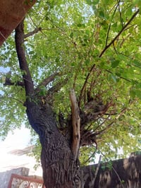 سدرة • حطب • البصرة القبلة