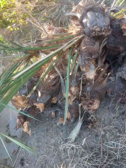 سلام عليكم 
لعشاق النخيل يتوفر فسائل نخيل خستاوي درجة اولى واحجام مختلفة سعر القطعة 15الف بي مجال واذا قطعتين ويوجد توصيل
*********** المحاويل
