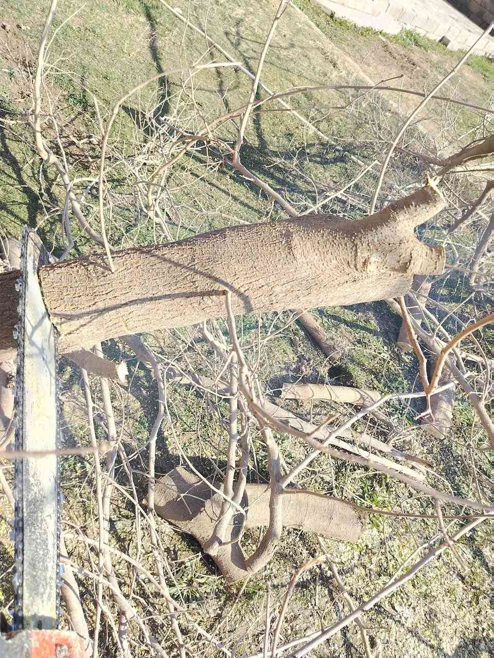 السلام وعليكم كرامي مال گصابه للبيع  وكرامي حطب للبيع ***********
