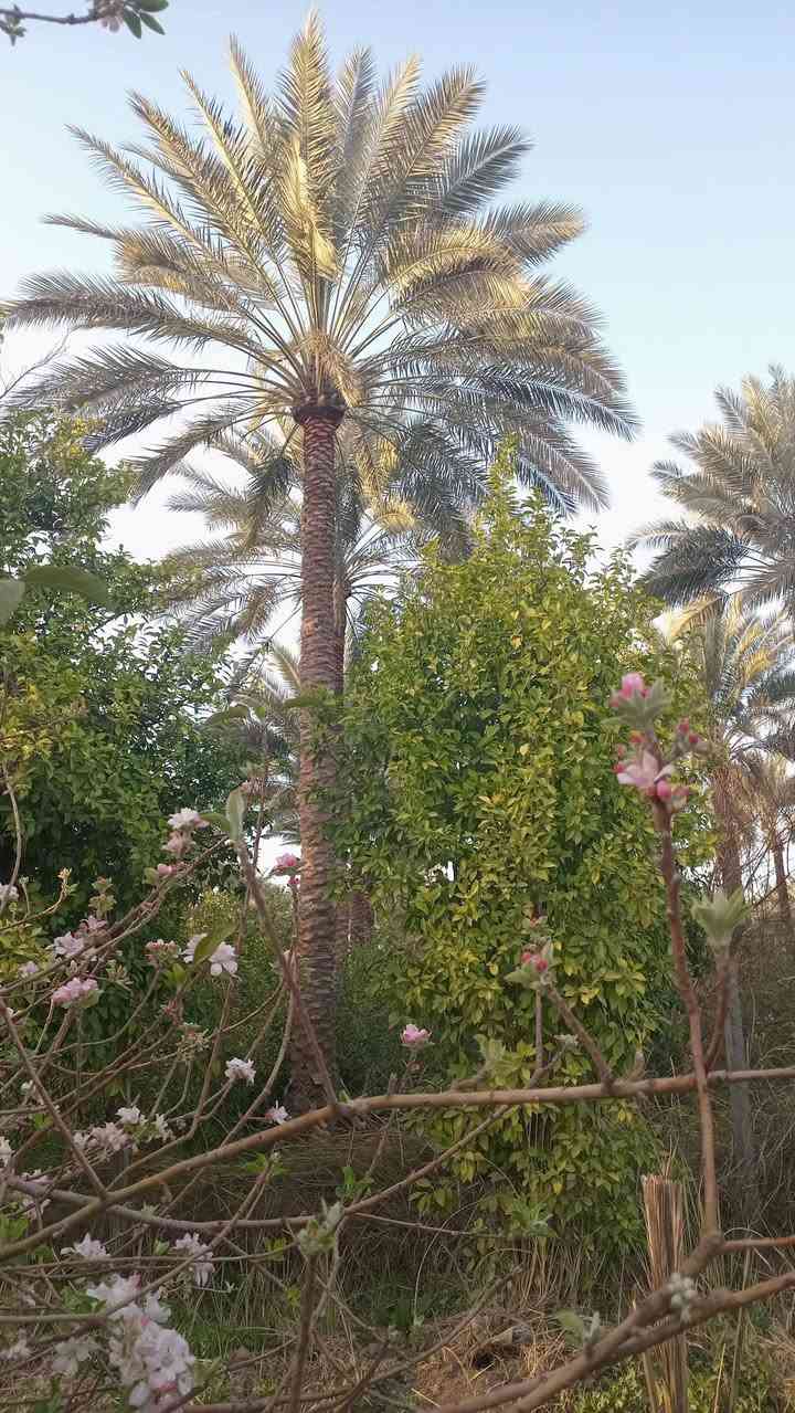 3000 متر  دونم و 500م طابو سند 25 تحويل مباشر بائسم المشتري 
تبليط أسواق مدارس قريبه مشجره حمضيات أشجار تفاح نخيل عمراني ترهم منتجع سياحي ترفيهي عائليه أو للسكن ... العنوان بغداد ناحيه الراشدية منطقة البوحياة 
***********
