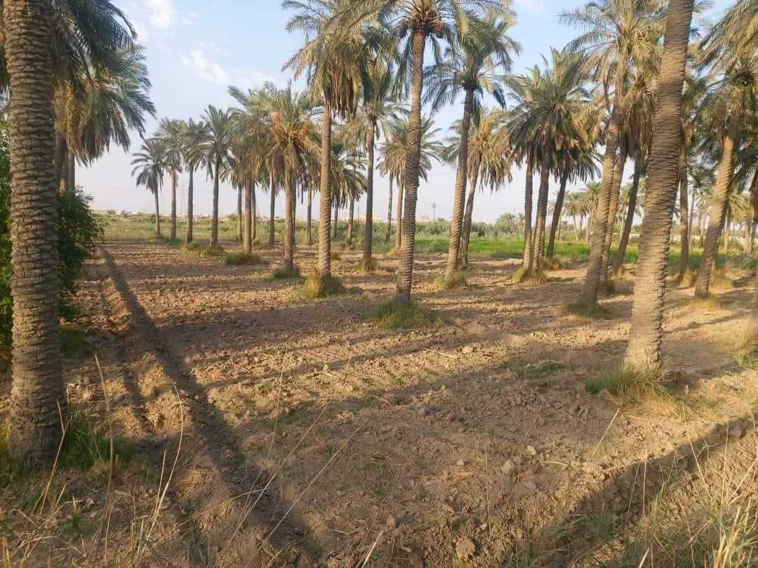 ياالله
سلام عليكم
دوانم شاطيه جاهزه الزراعه
الماجديه سدة أم البطوط
يبعدن عن ماجديه ٥ كيلو متر 
استفسار اتصل ***********
اخوكم أبو عراق.....
