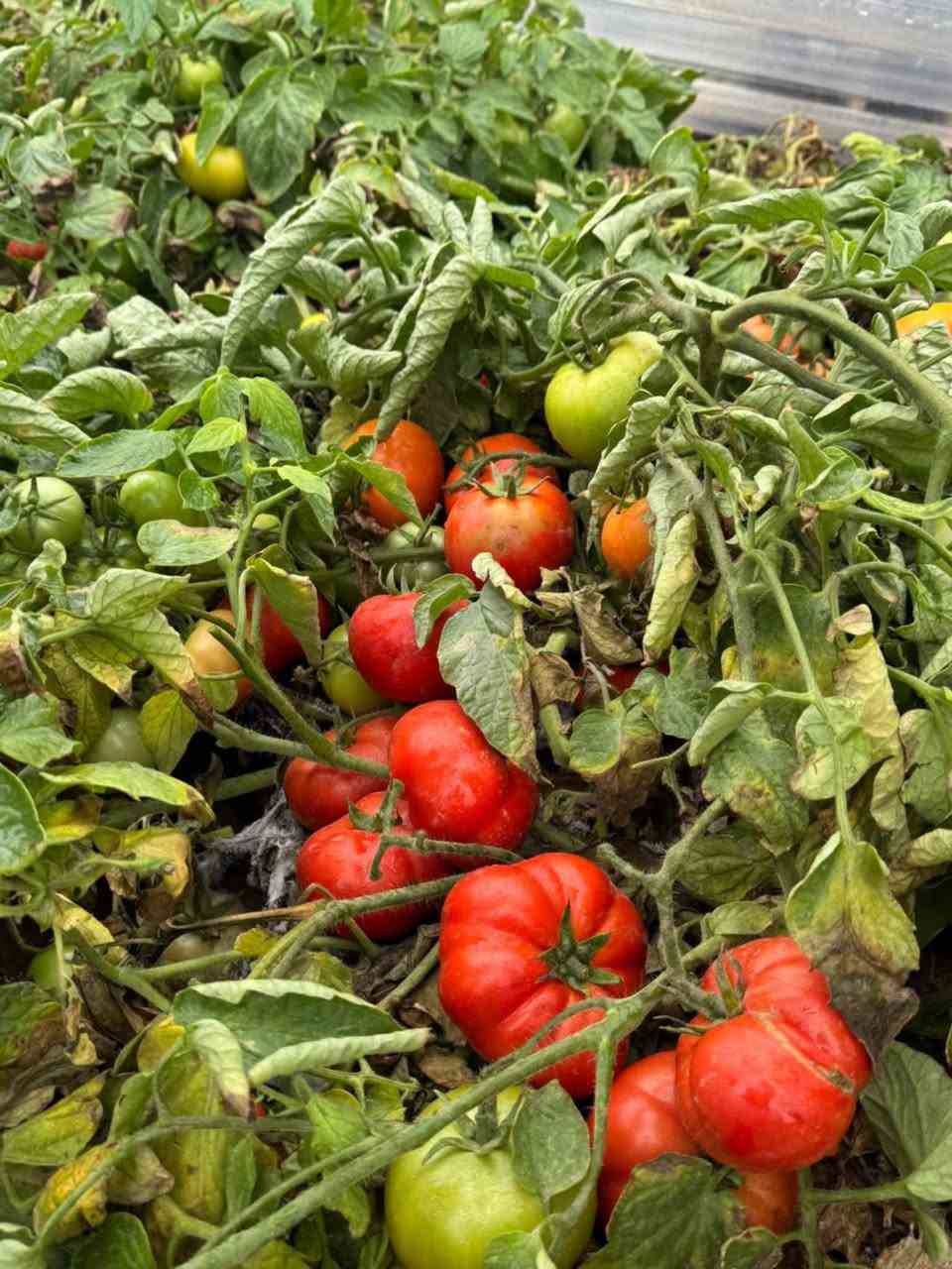 صنف طماطه polyana 
توفر لدى مكتب الغد الاخضر الزراعي  

مشاهدة حقلية للصنف المتميز 

للتواصل عبر الصفحة أو الأرقام التالية:
📞***********
📞***********

موقع الشركة📍
بغداد - ابو غريب -الزيدان - مقابيل علوة الزيدان 📍
#العراق #خدمات_زراعية #زراعية
