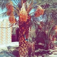 صوب بني ركاب • قريه سيد مناحي • ٤٠٨م