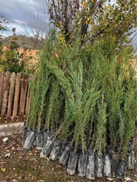 مخدات • ٨٠-١٢٠سم • رانيە السليمانية