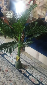 ٣ نخلات • نخل • للبيع