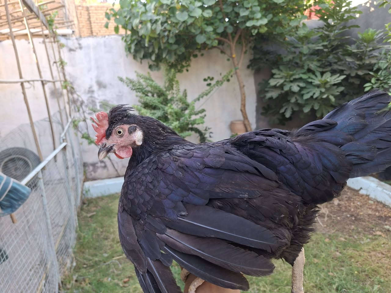 دجاجات عرب عدد خمسه 
التفاصيل وحده ام ركيبه وثنين سود مكعكلات وثنين حمر شرط الخشونه والصحه والشكل حلال تبزير عراقي مشروط من كلشي المكاني البدير 
توصيل عفك  الفين وديوانيه ثلاثه الف فقط 
تفاصيل اكثر خاص


**إذا كنت صاحب هذا الإعلان وتريد حذفه لأي سبب، رجاءا أرسل رسالة إلى الدعم الفني**
