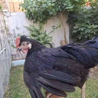دجاج عرب • عدد ٥ • ام ركيبه