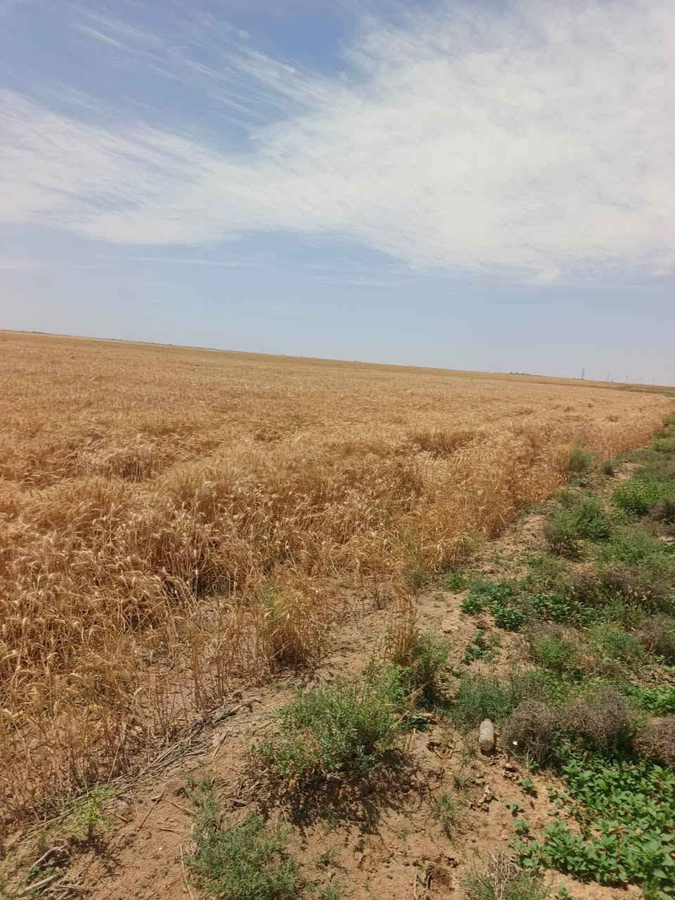 السلام عليكم 
للبيع 
حنطة بورو  المانية (فرشية ) الحب الاحمر 
حباية درجة اولى بدون شوائب نسبة الاشعير جداا قليلة 
سعر الطن ٥٠٠،٠٠٠ اي استفسار خابر ودلل
***********
***********

