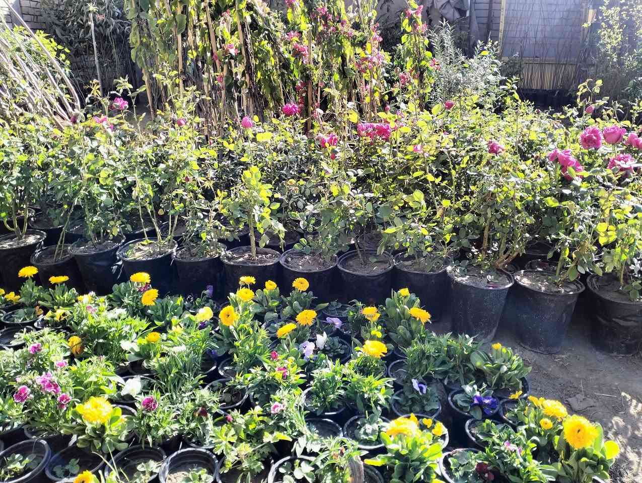 السلام عليكم 
متوفر انواع الاشجار 
برتقال عراقي 
برتقال صيني 
لارنج 
رمان 
تين بني مسلم اسود واصفر 
سدر مركب وحشري 
تكي مطعم 
قلم طوز 
دفله
رازقي
ورد الجمال 
ورد الجهنمي متسلق وقزمي 
شجرة عفص 
نبته الشاي العطري
شجرة البخور العطري 
                            
                          العنوان 
مشتل ابو سجاد قرب كهوة ابو وضاح


**إذا كنت صاحب هذا الإعلان وتريد حذفه لأي سبب، رجاءا أرسل رسالة إلى الدعم الفني**