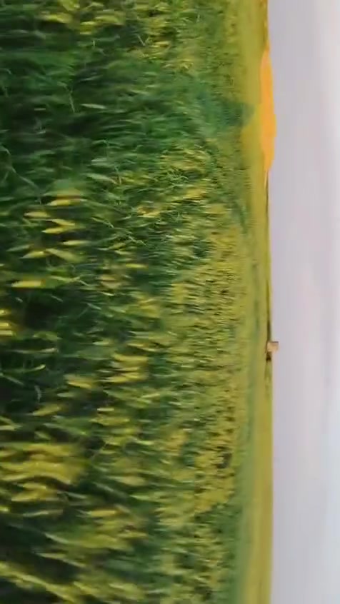 احجز بذور الحنطة من الآن.. محصول واعد ونظافة استثنائية من قلب الحقل! 🌱🌾
​تحية طيبة لكل مزارع ومحب للأرض،
لكل من يبحث عن بذور حنطة نقيّة وإنتاجية عالية للموسم القادم، نعلن عن فتح باب الحجز لبذار حنطة (وفية/بنت الكيس) الممتازة.
​المحصول حالياً في الأرض، والحصاد بإذن الله خلال اليومين القادمين. الصور المرفقة هي صور حية ومباشرة من الحقل لتشاهدوا جودة ونظافة السنابل بأنفسكم.
للشراء او الجز الاتصال على الرقم ***********
