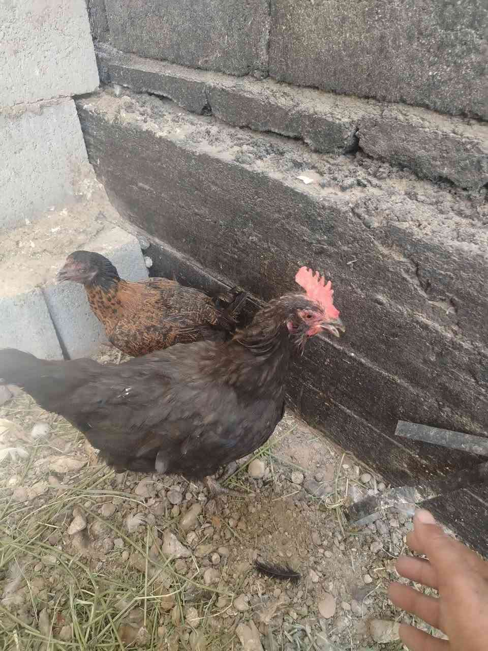 متاح دججتين عرب بس تك عين وحده بياضه وحده بعدي فروجه السعر 20 الف مكاني هيت


**إذا كنت صاحب هذا الإعلان وتريد حذفه لأي سبب، رجاءا أرسل رسالة إلى الدعم الفني**