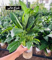 نباتات ظلية • مبتدئين • النجف الاشرف