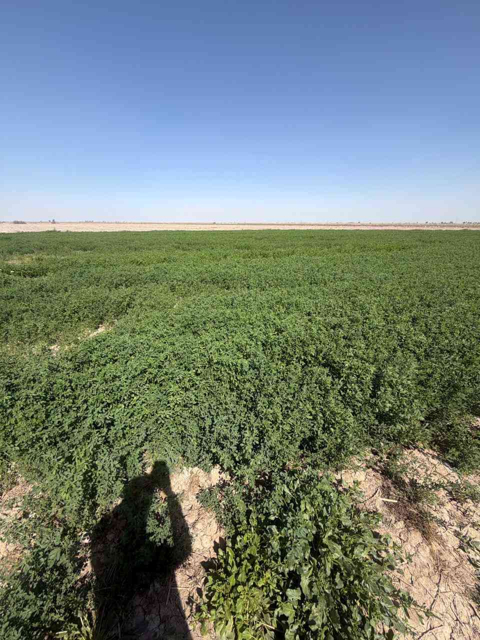 سعر مناسب وقابل للتفاوض لاهلنا✨
يوجد ارض المساحه 15 دونم مقابيل سبع البور الشيخ عامر _منطقة العيساوية 
واجهه الدونم50×50 وبسعر 8 وبيهه مجال وتباع حسب طلبك من دونم او اكثر 
 طابو زراعي على طابو الفلوجه سند 25  فتح بيان بأسمك

 متوفر كافة الخدمات من كهرباء وماء وقريبةعلى السكن

 للاتصال *********** واتساب.......... وحياكم الله 
                    

                 (صور الارض كما موضحه بالمنشور)
