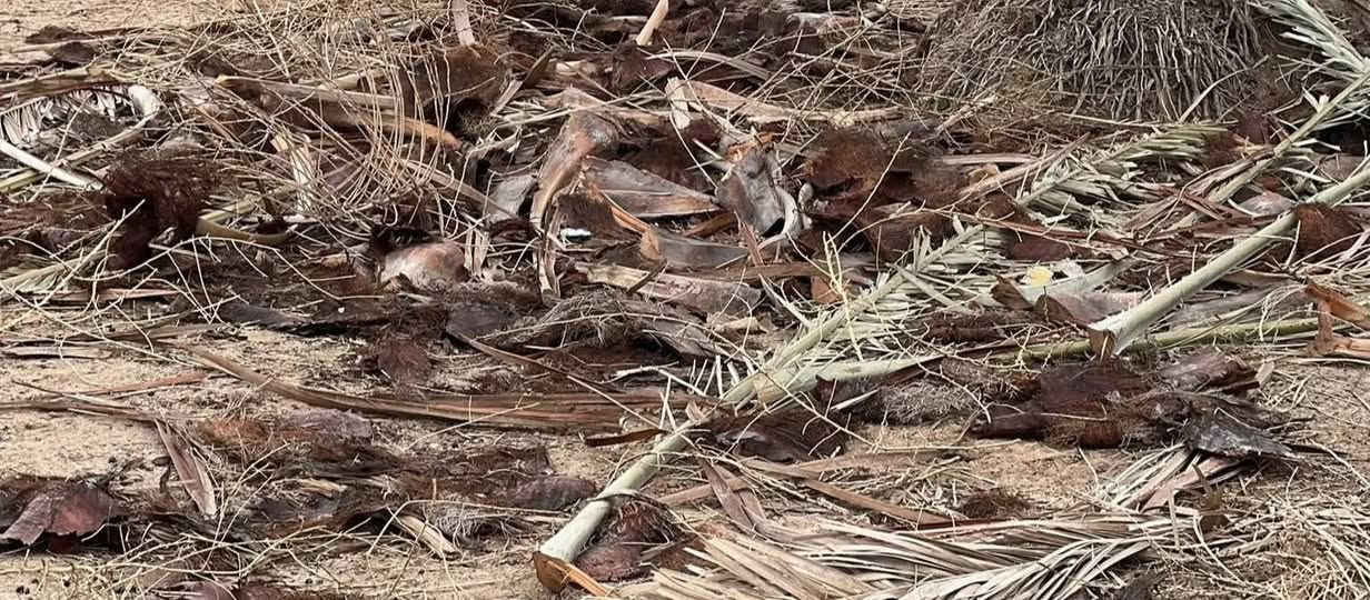 السلام عليكم

إلى كافة اصحاب المواكب وغير المواكب الي يحتاجون لعملعهم والاسيجه وغيراها و كل من يرغب للحصول عل حطب يوجد سعف وكرب نخل مال تكريب مجاني بثواب والدي اشكد ما تريد) المكان الرميثه المسبح الاولمبي 
***********
