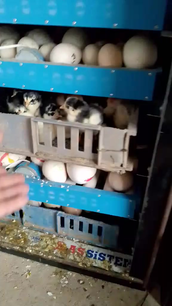 السلام عليكم وين اهل المشاريع الصغيره واللي ايريد يبدي بمشروع هذا خوش مشروع  متاح فقاسه للبيع شرط التفقيس سعه 432 بيضه فول فول تماتيك نضام وجبات وليس وجبه واحده او مراوس ب ام ال 1000 بيصه سعرها جدا مناسب ب 425 الف وبيها مجال للشراي للاستفسار الاتصال على الرقم *********** وشكراا....
