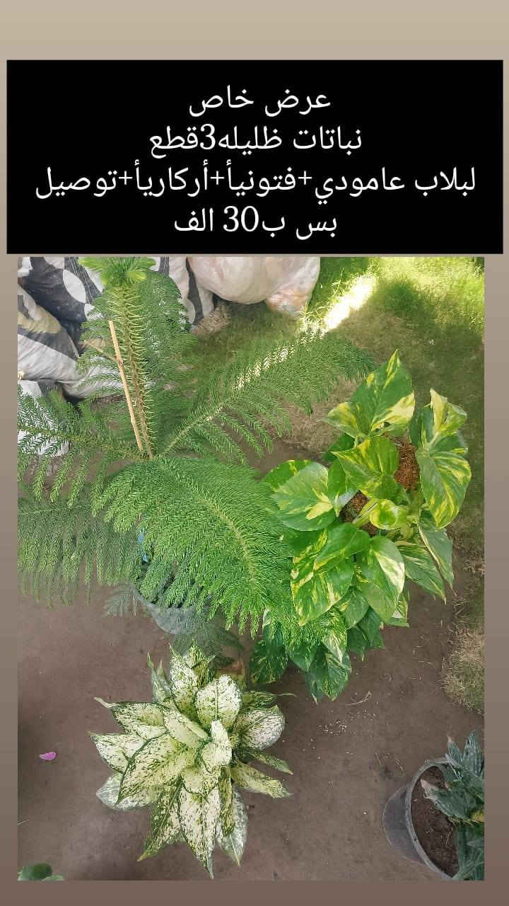 ❗❗عروض مميزه ❗❗
يقدم لكم🌹 مشتل الانوار🌹
 عن عروض خاصه 🌲
بأنواع الأشجار.🪴🌹
تفاصيل أكثر داخل المنشور!
العنوان📍 صويره شارع العام🛻🛻 مجاور مجمع أبو زهراء للسيراميك.


**إذا كنت صاحب هذا الإعلان وتريد حذفه لأي سبب، رجاءا أرسل رسالة إلى الدعم الفني**