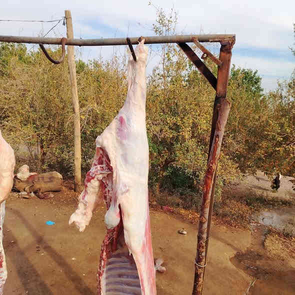 اسلام عليكم ورحمة الله وبركاته موجود غداََ ان شاء الله لحم گرگور الكيلو 10 لحم جدام العين الاتصال *********** @اشاره
