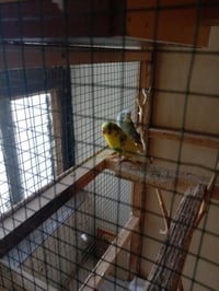 زوج بلابل الحب • بعقوبة التحرير • طيور أليفة