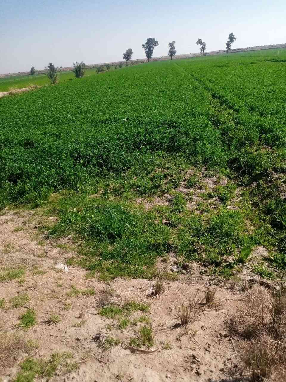 يوجد ضمان برسيم 20دونم
شحيميه قرية النصر ‏‪***********‬‏
