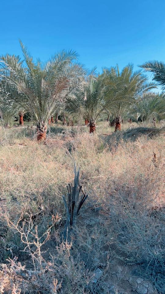 #للبيـع_فقـط 
السلام عليكم
بيت ومزرعه بستان مساحه البيت 1000 م والبستان 4 دونم متصل البستان مع البيت بناء حديث درجه اولى سنه 2021 السعر مناسب جدا العنوان سوق الشيوخ كرمه بني سعيد قرب مدرسه القبس للاستفسار *********** /***********
