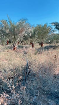 بيت ومزرعة • ١٠٠٠م • ٤دونم