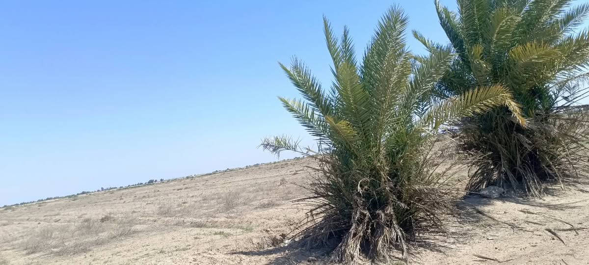 سلام عليكم كاع 40 دونم أو عشره علين بم نجم لوله دونم 7بيها مجال شويه رقم صحب لكاع*********** أو كورك***********

