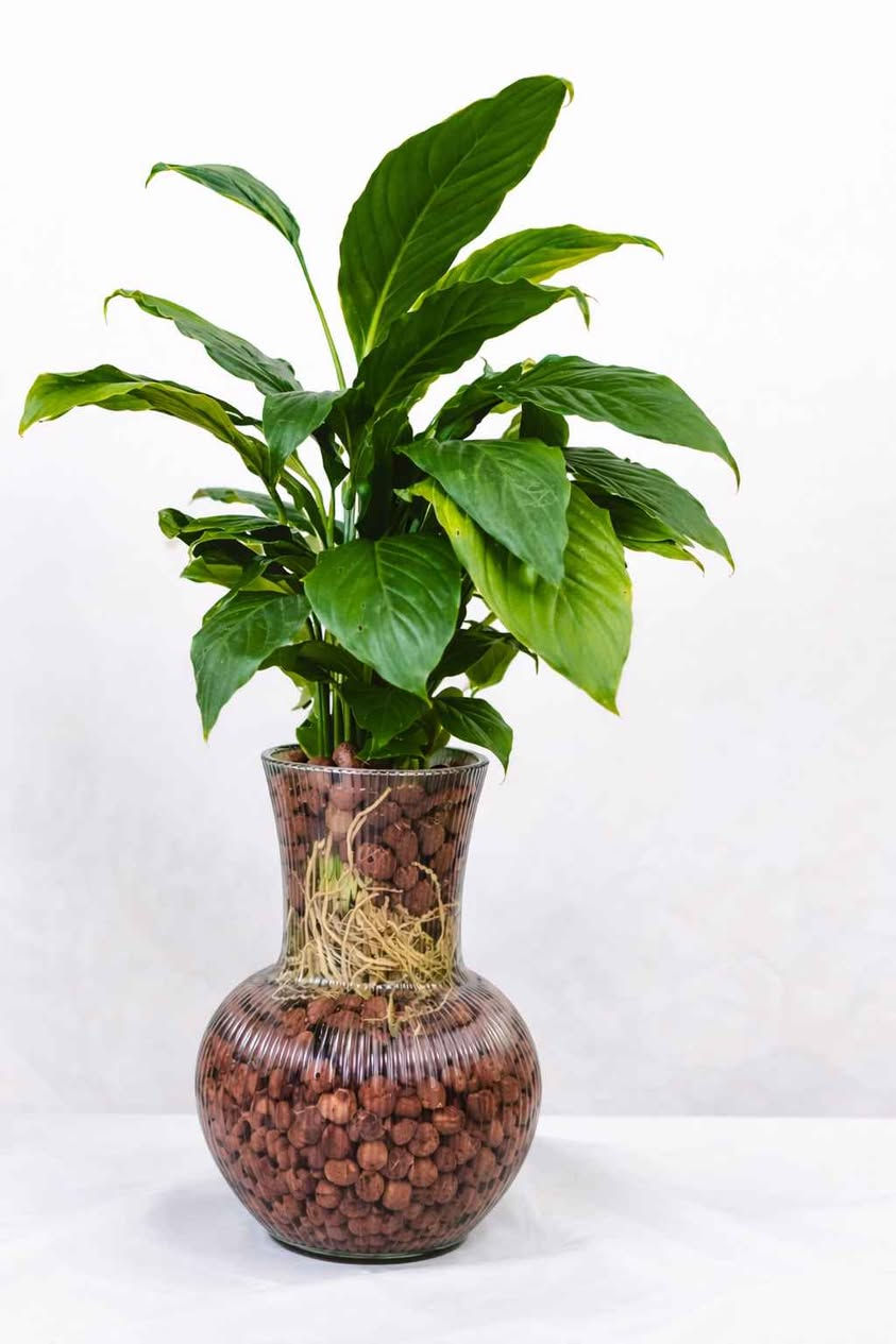 لبلاب عمودي ١٣٠٠٠ مع السندانه السيراميك موجود توصيل ♥️ بغداد, العراق


**إذا كنت صاحب هذا الإعلان وتريد حذفه لأي سبب، رجاءا أرسل رسالة إلى الدعم الفني**