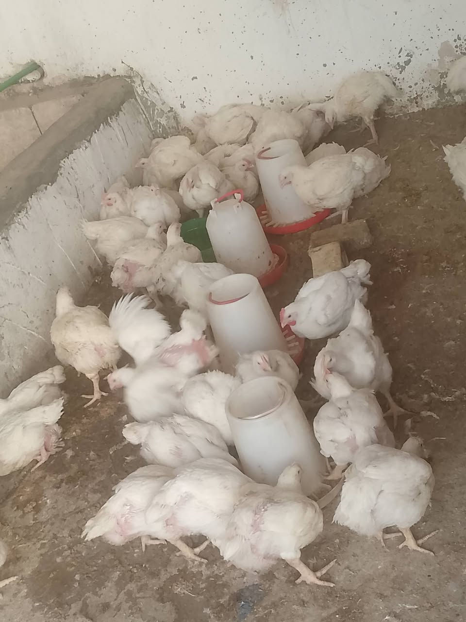 سلام عليكم اخوتنه اهل الورديه 
مستعدين تجهيز جميع المنسبات 
شوي سمك 2000دينار 
شوي 🐓دجاج 2000دينار 

موقعنه مقابل معمل ابو كيره 
هل المناسبات تخفيض بل سعر 
***********
