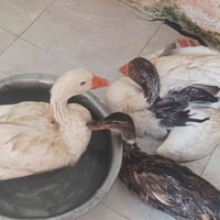 بط • بطوط • بشة • قطة • حيوانات أليفة