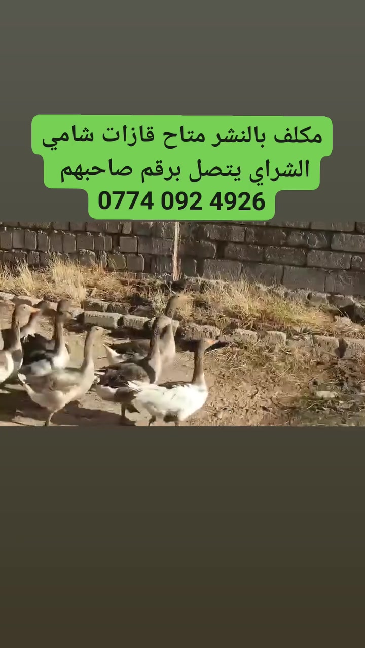 مكلف ومتاح رقم صاحبهم ‏‪***********‬‏
