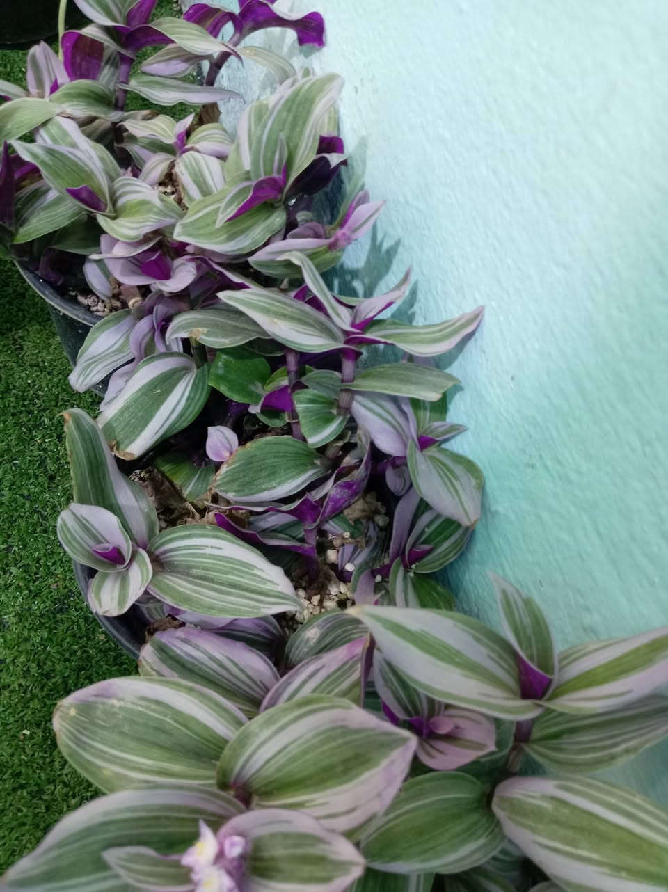 مثل ماعودناكم زبائننا الكرام ومسائكم الله بالخير 
ألان #وصول وجبه من النباتات الضليه والشمسيه 

كل ماهو جديد وغريب تجدونه لدى مشتل حدائق اهلنه   
للاستفسار مراسله الواتساب . ***********

يوجد لدينا خدمه توصيل ناحية الحمزة فقط🚐 

يوجد كادر تنضيف وزراعه

العنوان بابل الحمزه الغربي ع 

حي الحسين قرب عباس برهي للجمله 

 مقابيل مدرسة المكرمه 

زيارتكم تشرفنا
