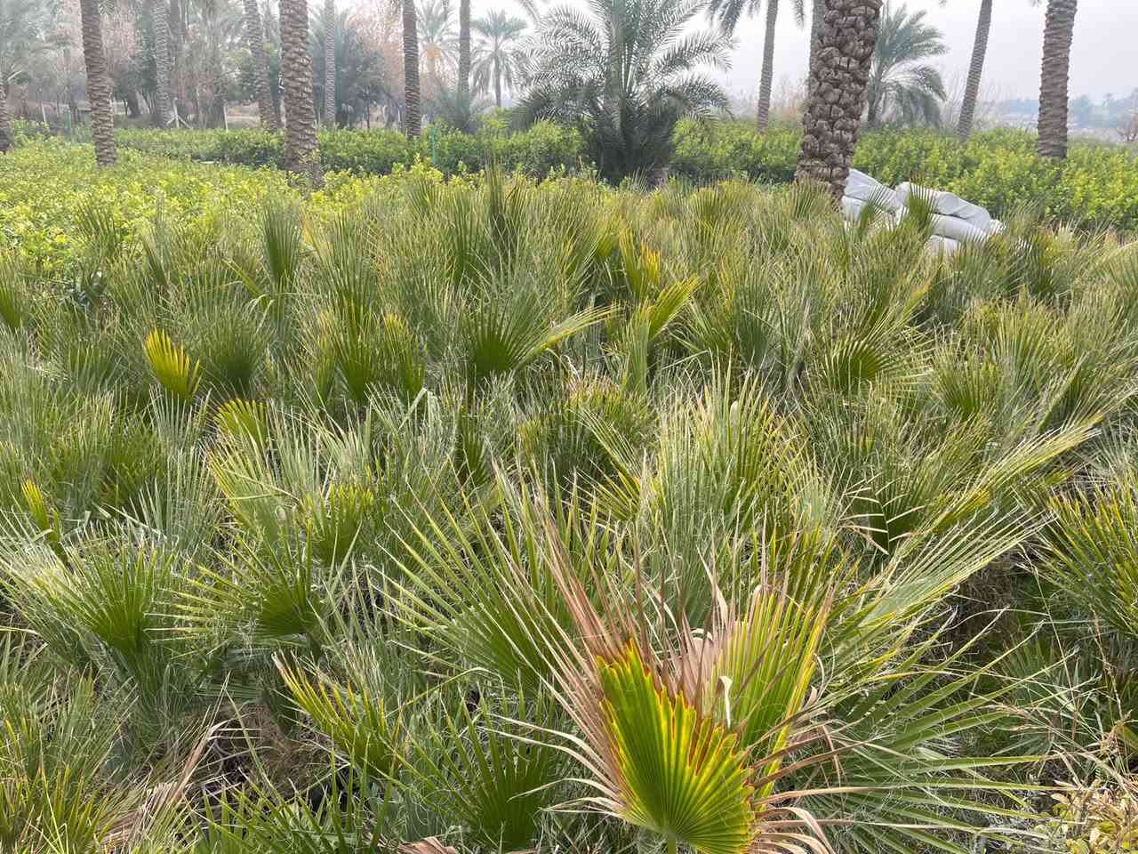 نخل واشنطنيا نخل الزينه حجم السندان 24 21
يوجد توصيل داخل بغداد لطلب والاستفسار المراسلة خاص


**إذا كنت صاحب هذا الإعلان وتريد حذفه لأي سبب، رجاءا أرسل رسالة إلى الدعم الفني**