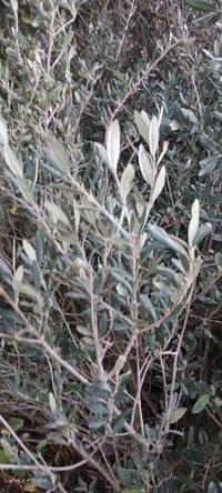 زيتون خستاوي وتفاحي احجام من متر ونص إلى مترين السعر 1250 جمله العنوان...