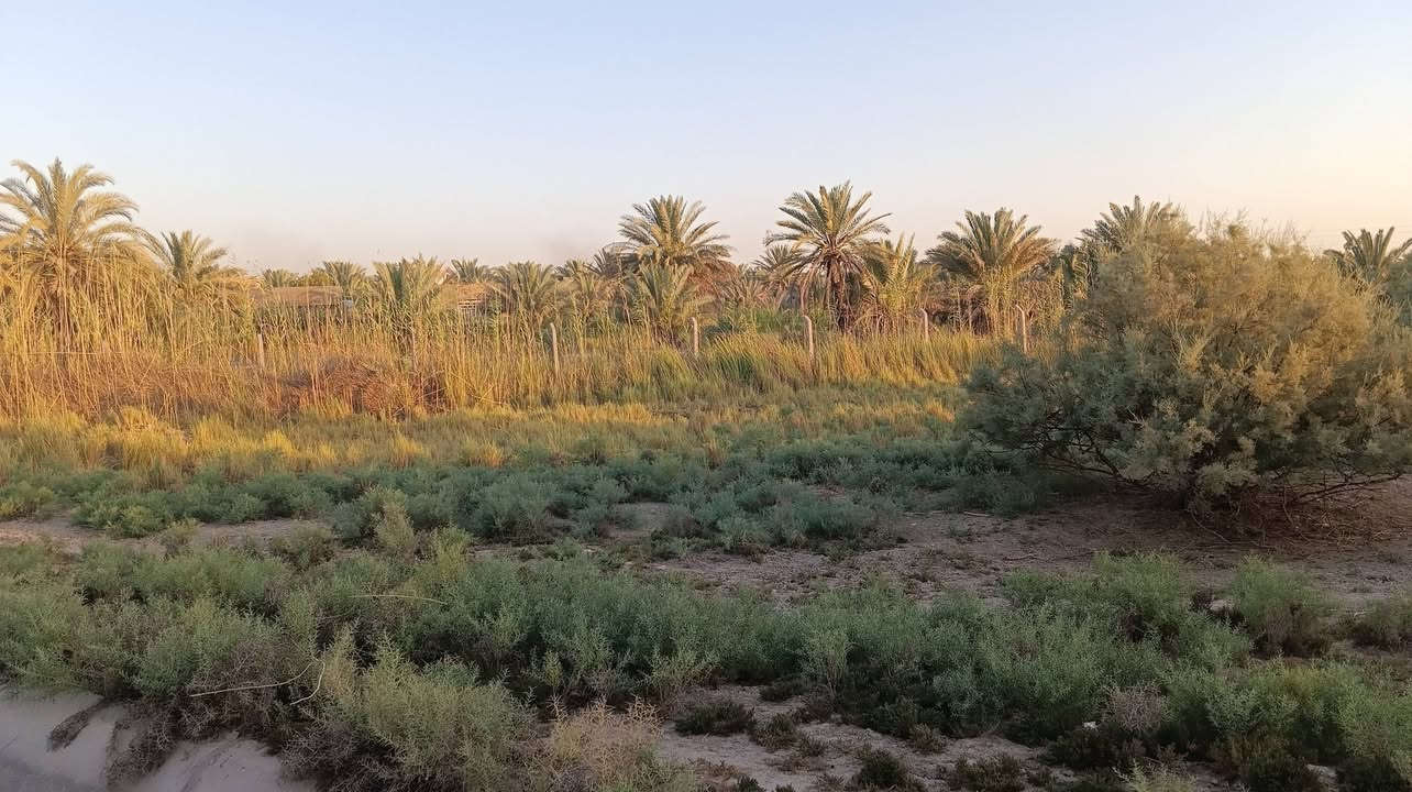 دونم للبيع
في كربلاء على شارع بغداد 
واجهة الدونم 50 متر يبعد عن الإمام 2 كيلو ونص 
يحتوي الدونم على عدد من الأشجار يصلح الدونم ك بناء بيت او حسينيه أو سكن او أي استثمار اخر 
طابو زراعي
الخدمات كامله ماء وكهرباء ومدارس ومحلات 
قريب للشارع الرئيسي يبعد عن شارع بغداد 900 متر
النهر بقربه مباشرة 
ركن على شارعين 
للاستفسار الاتصال على الرقمين
***********
***********
