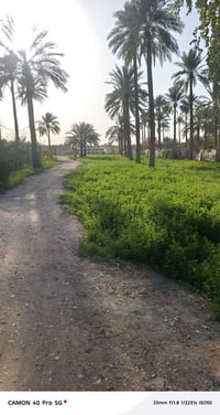 دونم ونص • سند ٢٥ • مقابل النهر